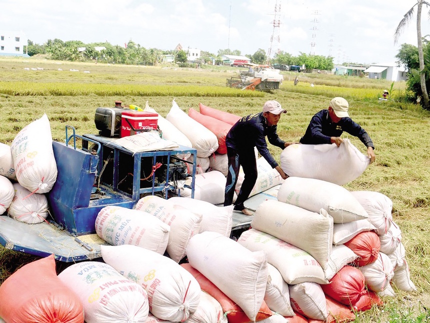 Rice exports set to break records